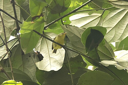 Limestone Leaf Warbler (Phylloscopus calciatilis), photo 7