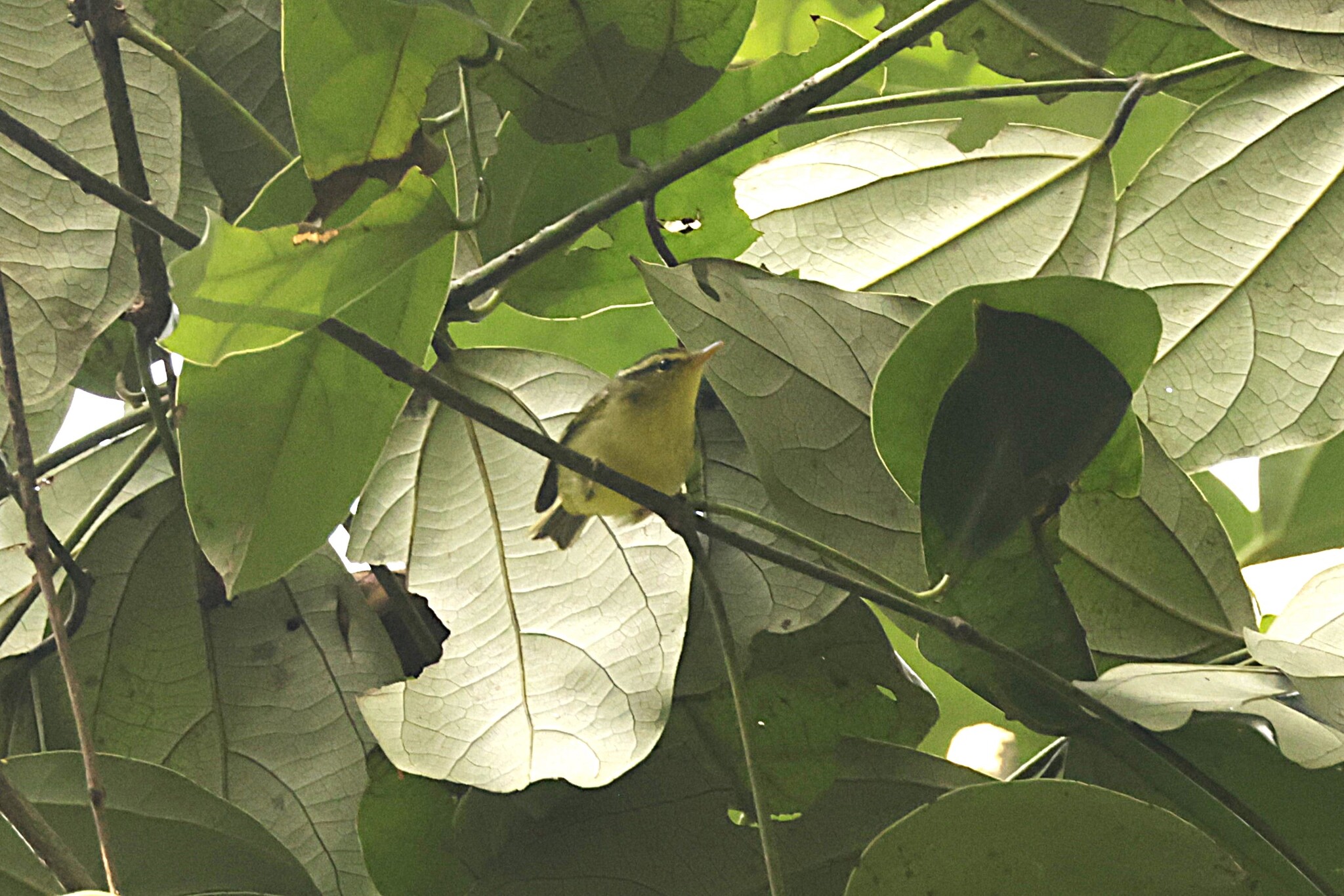 Limestone Leaf Warbler (Phylloscopus calciatilis), photo 2
