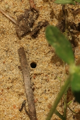 Antepipona