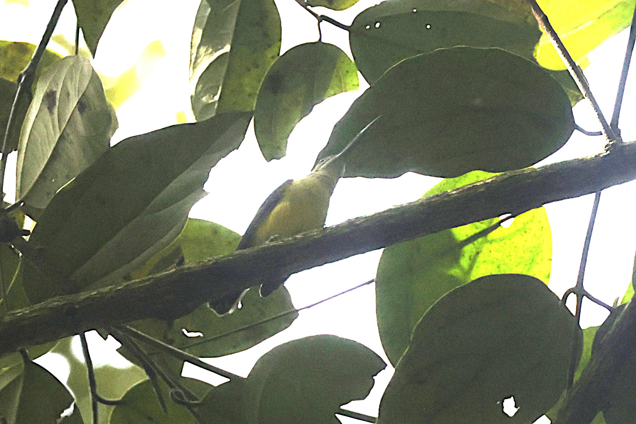 Little Spiderhunter (Arachnothera longirostra), photo 2