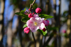 Malus micromalus