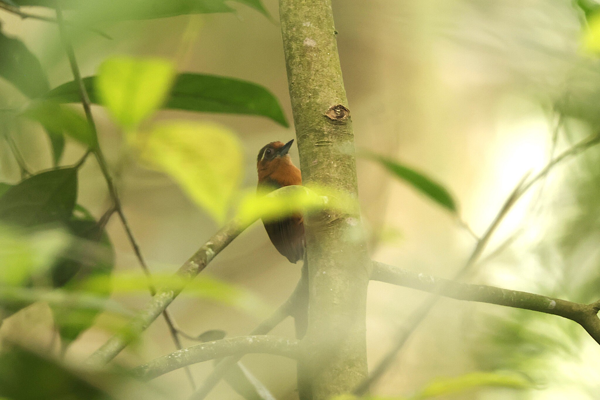 White-browed Piculet (Sasia ochracea), photo 1