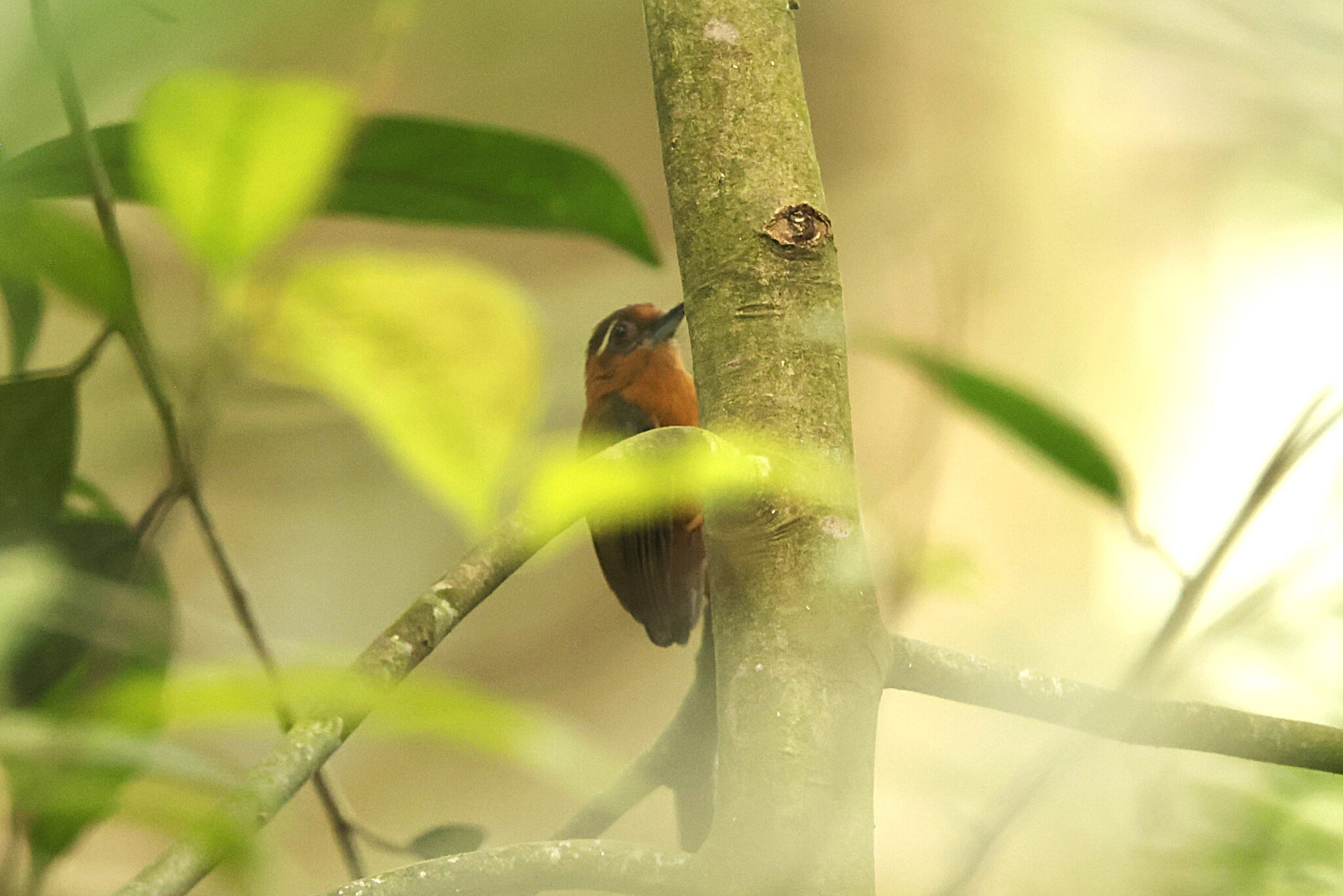 White-browed Piculet (Sasia ochracea), photo 2