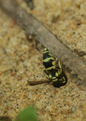 Antepipona