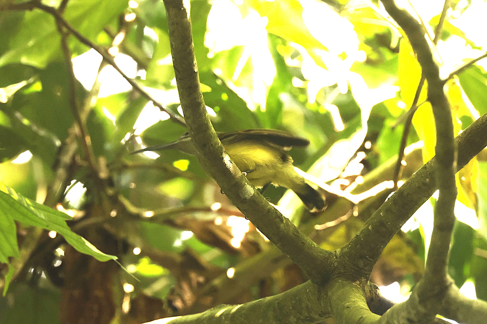 Little Spiderhunter (Arachnothera longirostra), photo 3