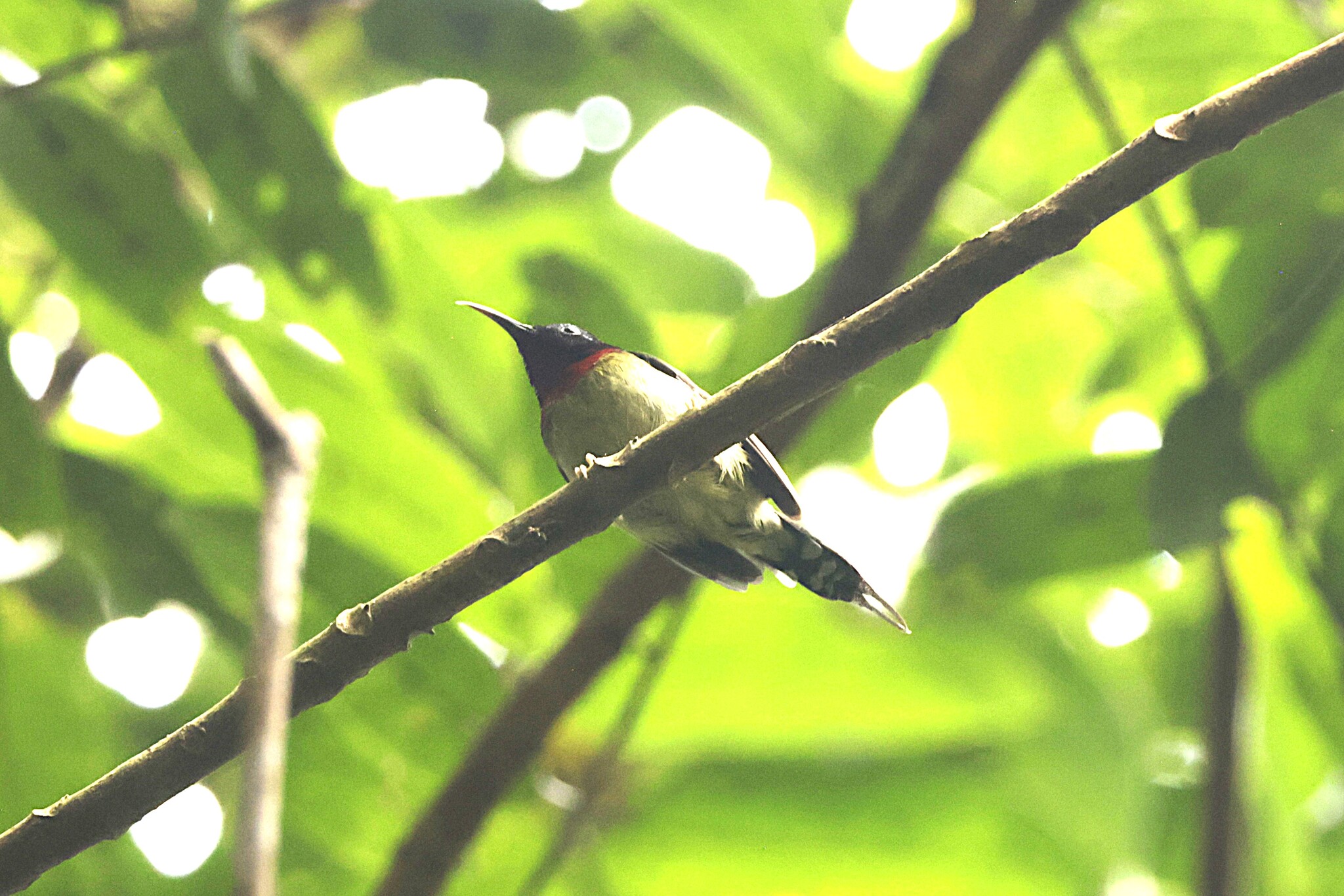 Fork-tailed Sunbird (Aethopyga christinae), photo 6