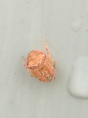 Araneus triguttatus