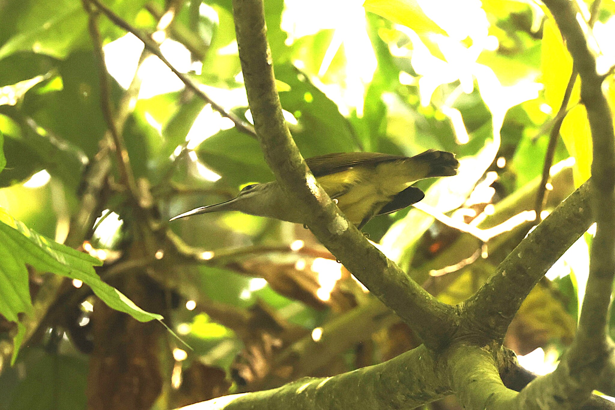 Little Spiderhunter (Arachnothera longirostra), photo 4