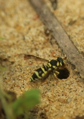 Antepipona