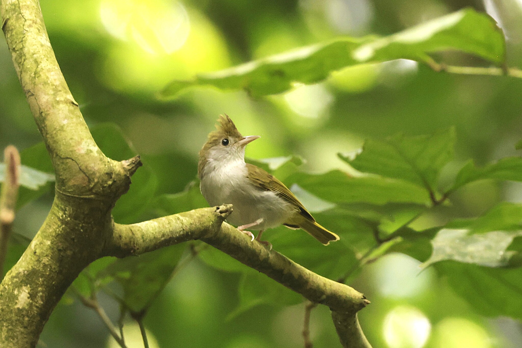 White-bellied Erpornis (Erpornis zantholeuca), photo 7