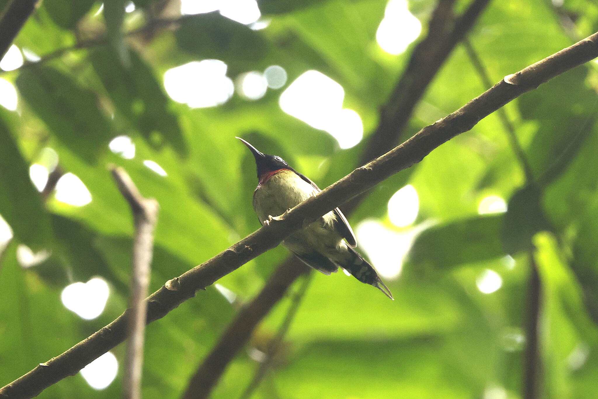 Fork-tailed Sunbird (Aethopyga christinae), photo 7