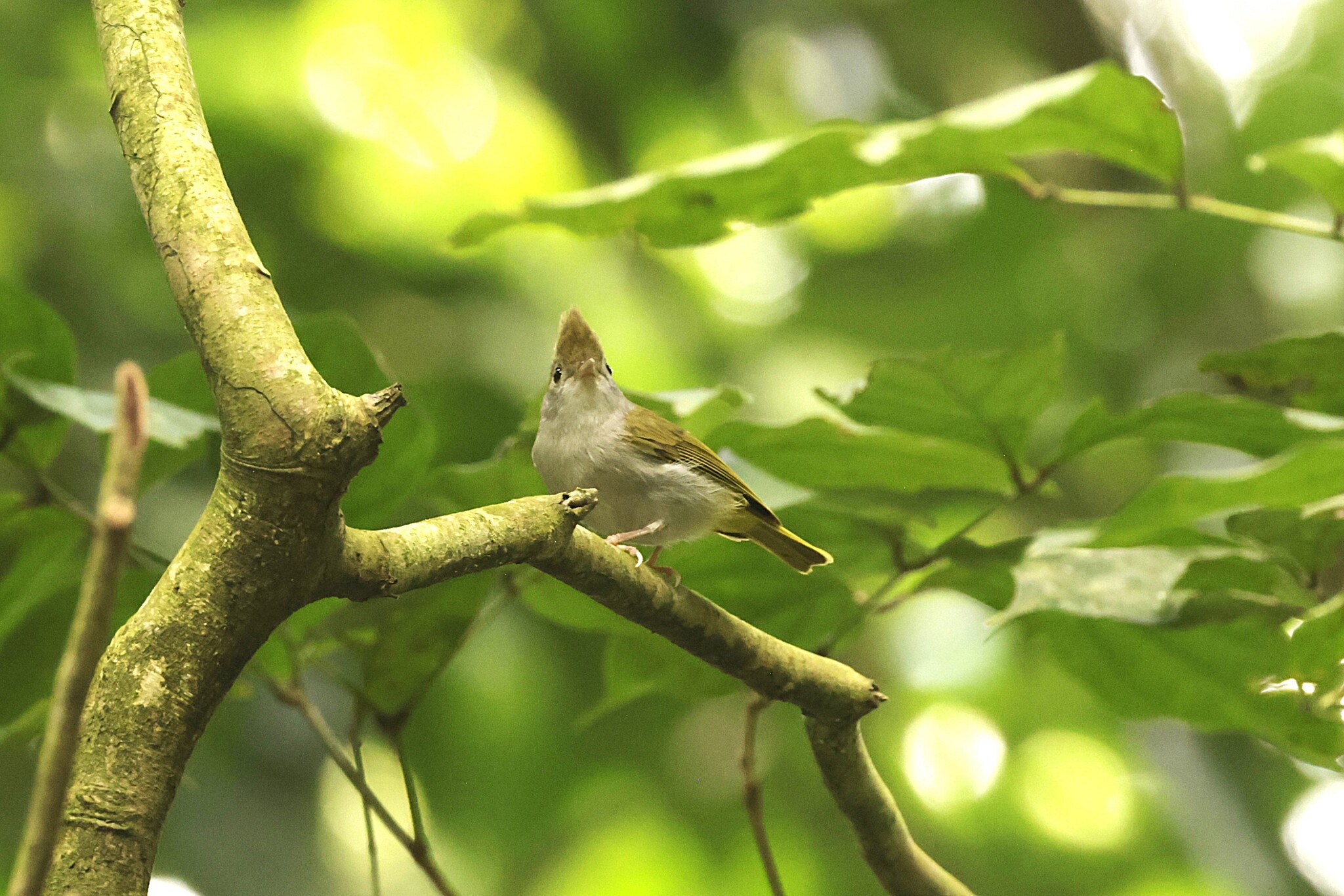 White-bellied Erpornis (Erpornis zantholeuca), photo 6