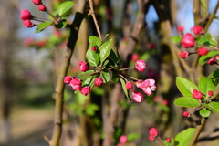 Malus micromalus