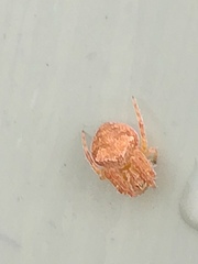 Araneus triguttatus