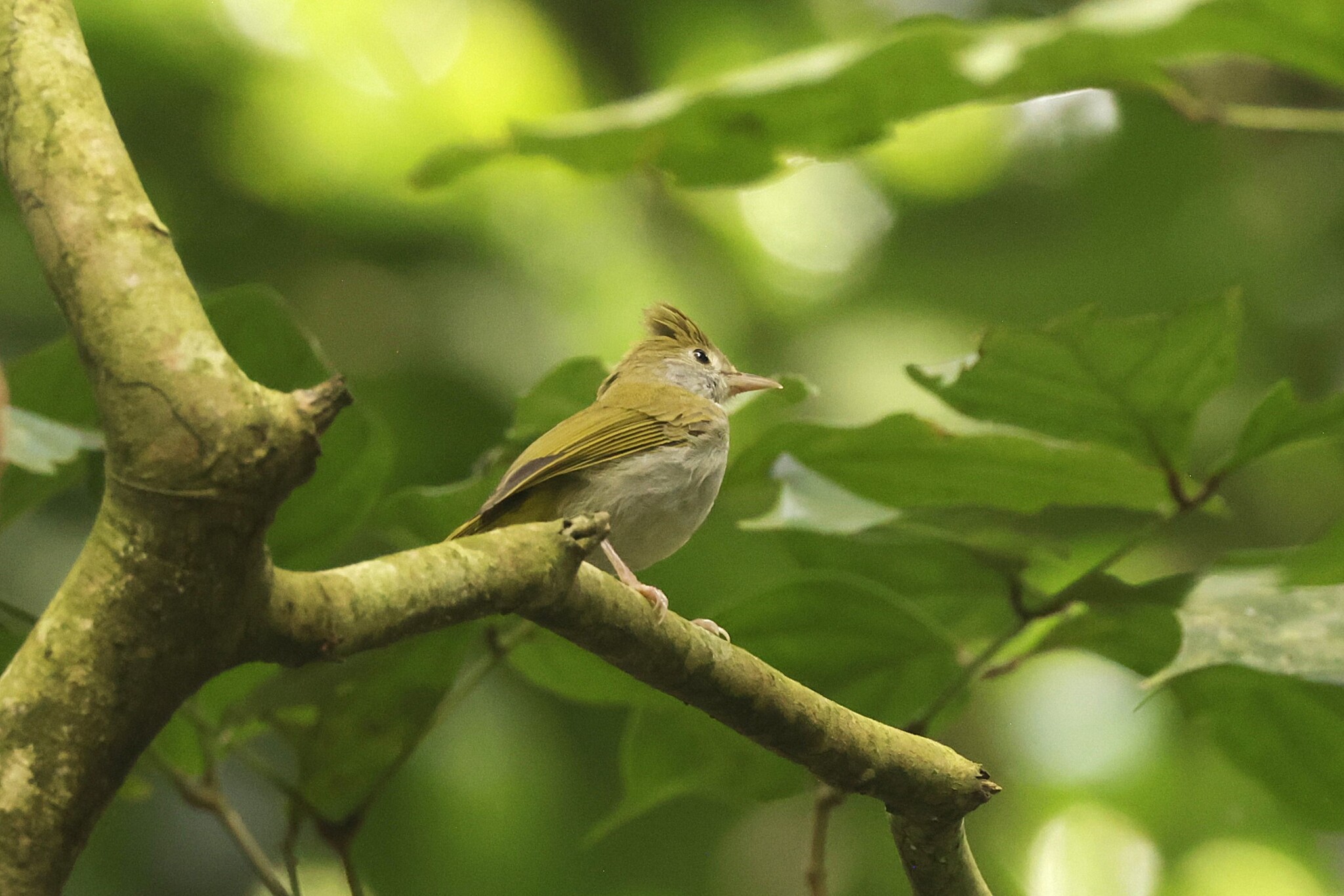 White-bellied Erpornis (Erpornis zantholeuca), photo 8