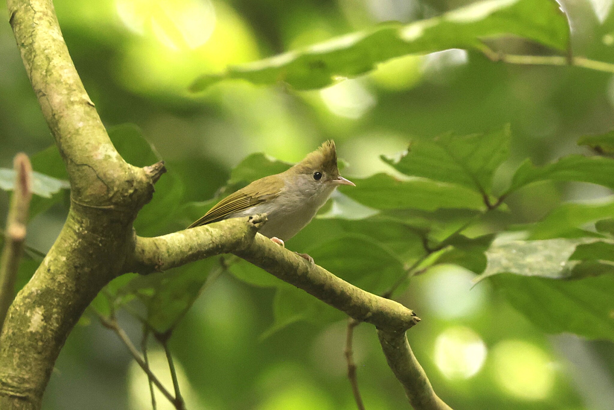 White-bellied Erpornis (Erpornis zantholeuca), photo 9