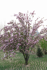 Malus micromalus