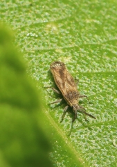 Teleonemia scrupulosa