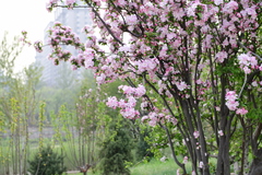 Malus micromalus