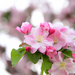 Kaido Crabapple - Photo (c) Yi CHEN, some rights reserved (CC BY), uploaded by Yi CHEN