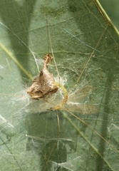 Geranomyia circipunctata