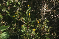 Asteraceae