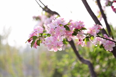Malus micromalus