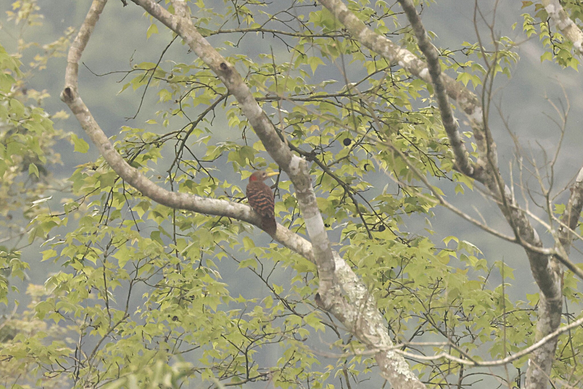 Bay Woodpecker (Blythipicus pyrrhotis), photo 1