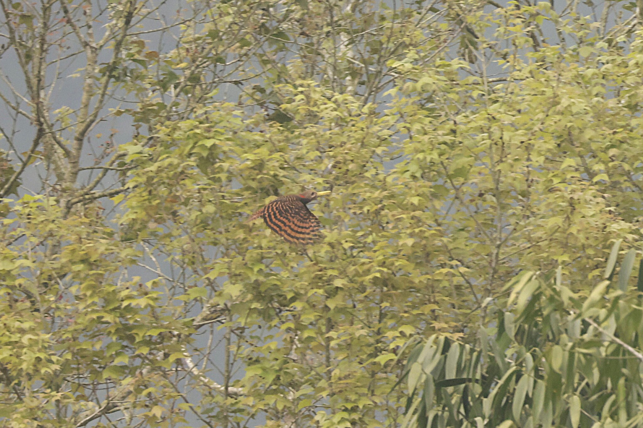 Bay Woodpecker (Blythipicus pyrrhotis), photo 2