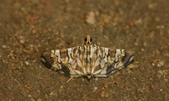 Chabula acamasalis