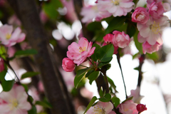 Malus micromalus