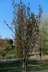Malus micromalus