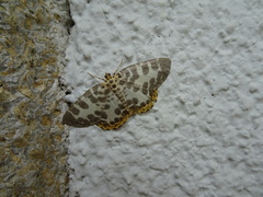 Euryobeidia languidata