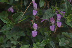 Acanthaceae
