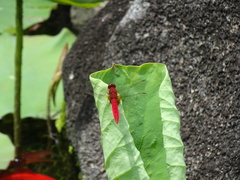 Crocothemis servilia