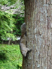 Callosciurus erythraeus