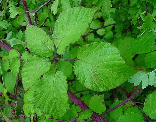 Rubus adornatus