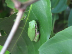 Litoria fallax