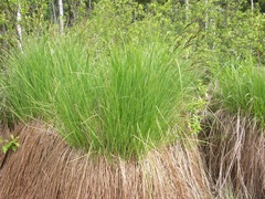Carex nigra juncea