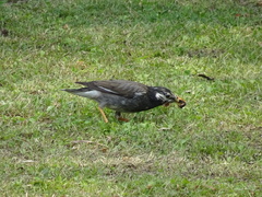 Spodiopsar cineraceus