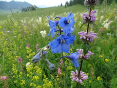 Delphinium laxiflorum