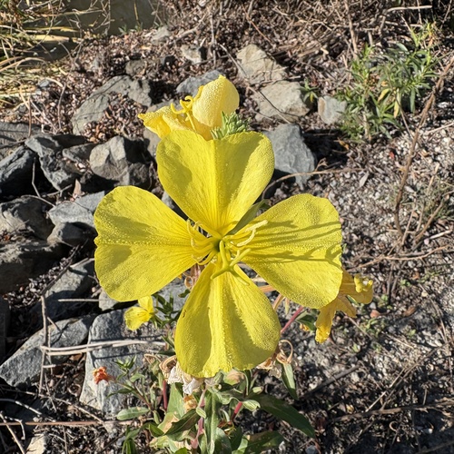 iNaturalist observation photo of tall evening primrose