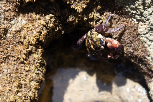 Mottled Shore Crab