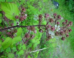 Rubus murrayi