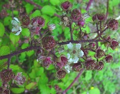 Rubus murrayi