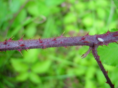 Rubus murrayi