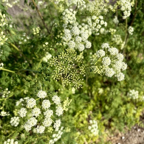 iNaturalist observation photo of poison hemlock