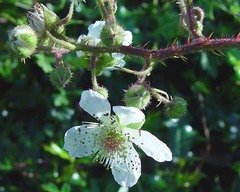 Rubus murrayi