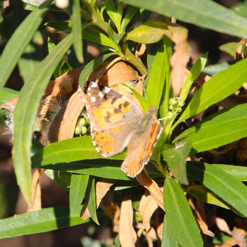 iNaturalist observation photo of Painted Lady