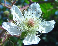 Rubus murrayi